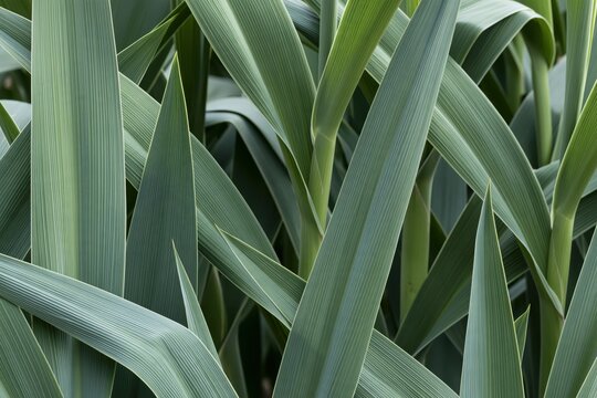 Close-up of Green Plant Leaves with Parallel Veins