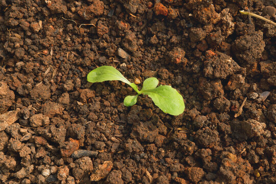Small Lettuce Seedling Growing in Dark Soil