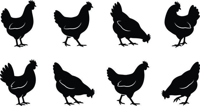 Set of black chicken silhouettes in different poses