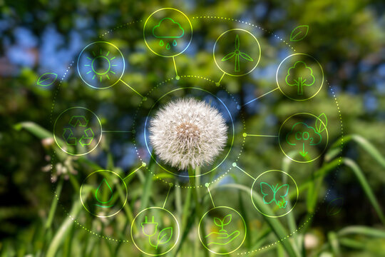 Climate and sustainability concept with dandelion in sunlight.