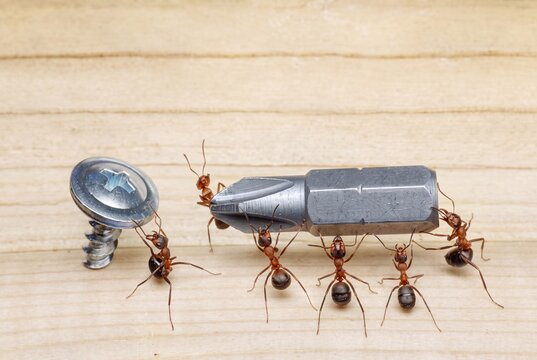 Close-up of ants carrying a metal screwdriver bit and a screw on a wooden surface showing insect teamwork