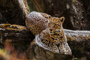 Jaguar resting on a fallen tree trunk with distinctive rosette patterned coat © Misbachul