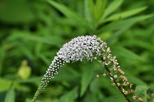 新緑の中に咲く白いオカノトラノオ（岡の虎の尾）の花
