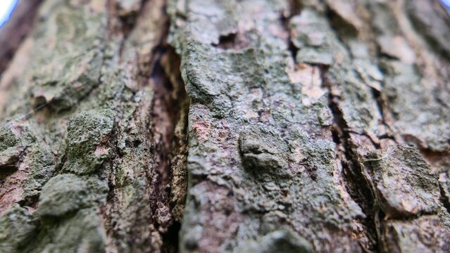 abstract close-up macro photo for background