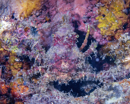 decorator crab in Tufi fjords, Papua New Guinea