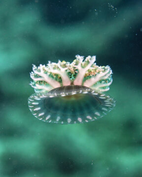 Cassiopea, upside-down jellyfish, in Tufi fjords, Papua New Guinea