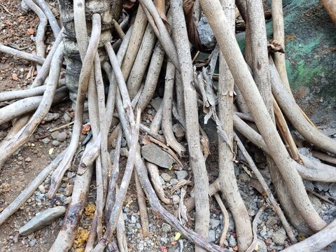 Exposed Tree Roots and Natural Soil Texture