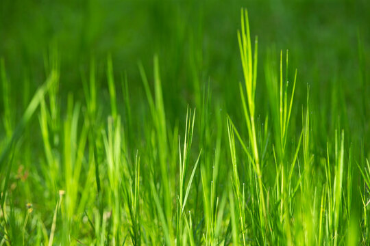 Vibrant green grass field under soft natural sunlight close up.A beautiful high-quality close-up photograph showcasing fresh, vibrant green grass blades growing in a lush meadow or lawn. 