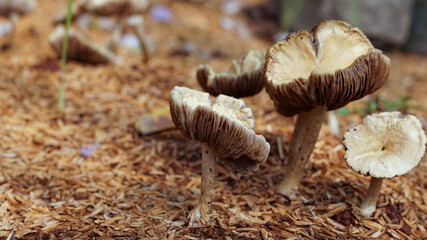 mushrooms in the forest © mykea