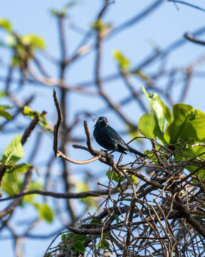 Metallic Starling, Aplonis metallica in New Ireland, Papua New Guinea
