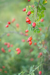 Obraz premium Close-up of bright red rose hips growing on a wild rose branch surrounded by green leaves and soft natural greenery. Seasonal autumn nature background with shallow depth of field and copy space..