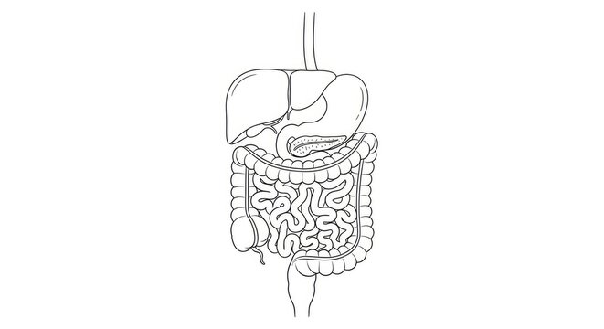 A black and white line drawing illustrates the human digestive system. The image depicts the stomach, small intestine, large intestine, liver, and gallbladder.
