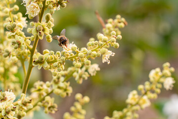 A honey bee on the flower of a longan tree (*Dimocarpus longan*). The honey bee is collecting nectar from the blooming longan flowers. © Semoga