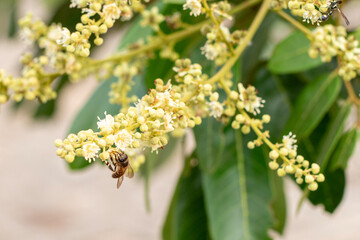 A honey bee on the flower of a longan tree (*Dimocarpus longan*). The honey bee is collecting nectar from the blooming longan flowers. © Semoga
