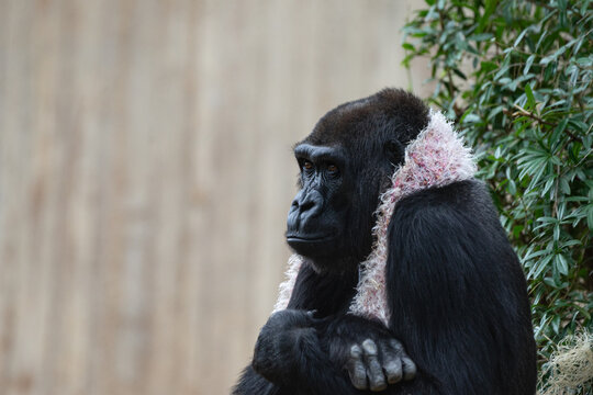 Ape Wearing a Pink Scarf