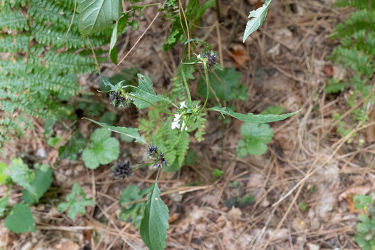 Green plant with small white flowers stands in forest floor