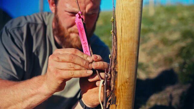 Man Tying Grafted Fruit Tree Branch During Outdoor Horticultural Propagation And Plant Care. Close-up Shot