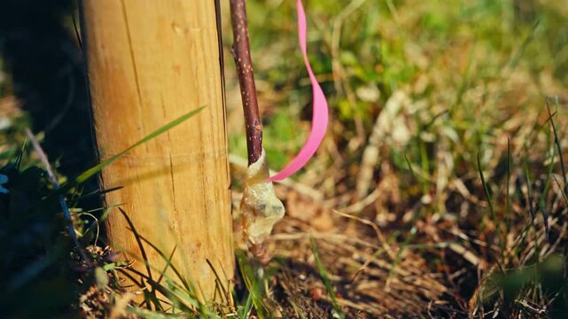 Sapling Tree Graft Tied To A Vertical Wooden Support Stake In The Farm. - closeup shot