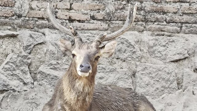 Portrait of a male deer with antlers resting against a stone wall