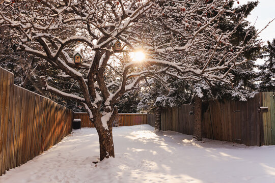 Snow covered tree with the sun shining through its branches