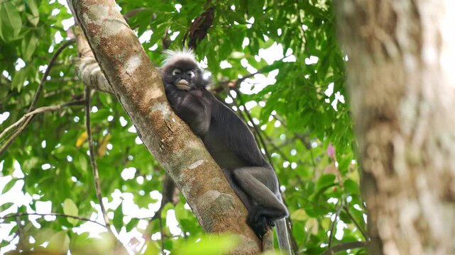 Low-angle medium shot looking up at a solitary dusky leaf monkey (Trachypithecus obscurus) sprawled along a lichen-covered tree limb, resting its chin on the wood while blinking lazily.