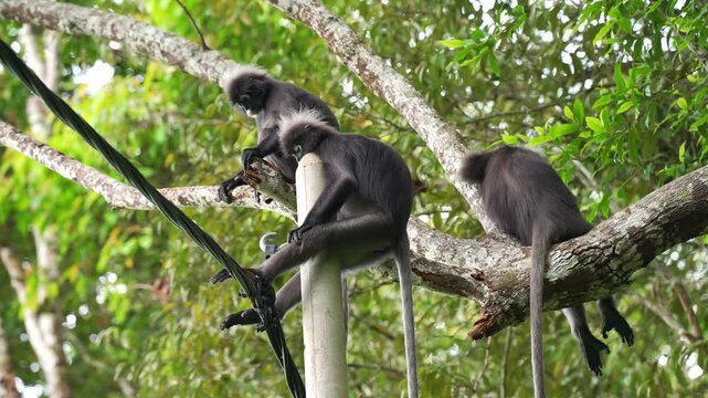 Eye-level medium static shot capturing three dusky leaf monkeys, one rests its head lazily atop a concrete utility pole while the others sit alertly on an adjacent lichen-covered tree bough.