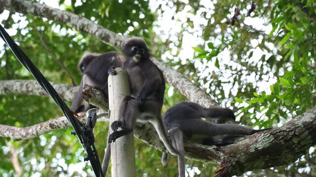 Eye-level medium static shot capturing a group of three dusky leaf monkeys resting on a concrete utility pole and adjacent tree branch near power lines, looking around before one leaps away.
