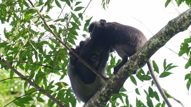 Low-angle medium static shot showing two dusky leaf monkeys scuffling on a tree branch; one monkey aggressively bites back and snaps with an open-mouth snarl, driving the other up the bough.