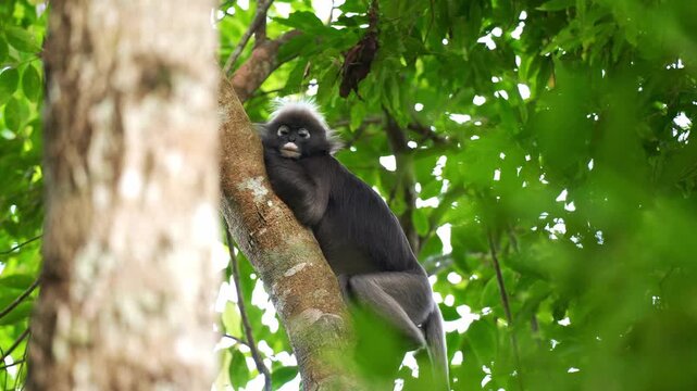 Low-angle medium static shot of an adult dusky leaf monkey (Trachypithecus obscurus) reclining comfortably along a diagonal tree trunk, resting its chin against the bark.