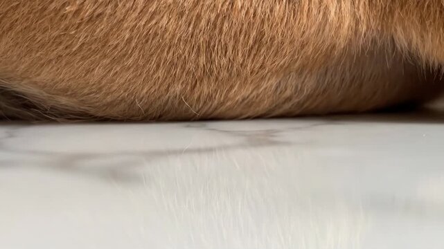 Close-up of a dog's fur resting on a reflective white surface