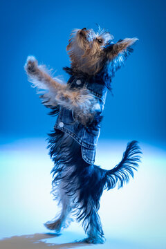 Playful Yorkshire Terrier puppy dancing in denim outfit