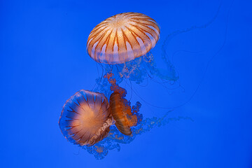 Jellyfish swimming in blue water © Xstoria