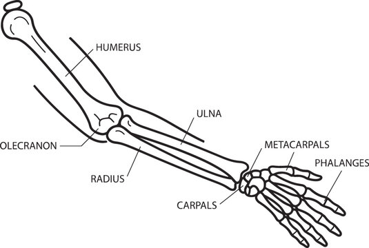 Human Arm and Hand Bone Anatomy Diagram with Humerus Radius Ulna Carpals Metacarpals and Phalanges