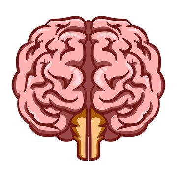 Detailed front view illustration of a human brain with pink hemispheres and brainstem, representing human intelligence and medical anatomy.