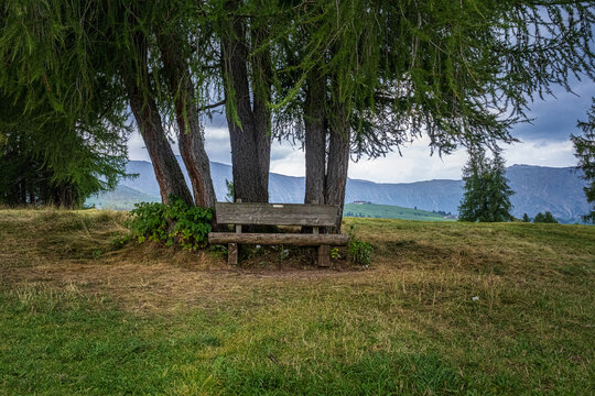 Wooden bench under trees in meadow