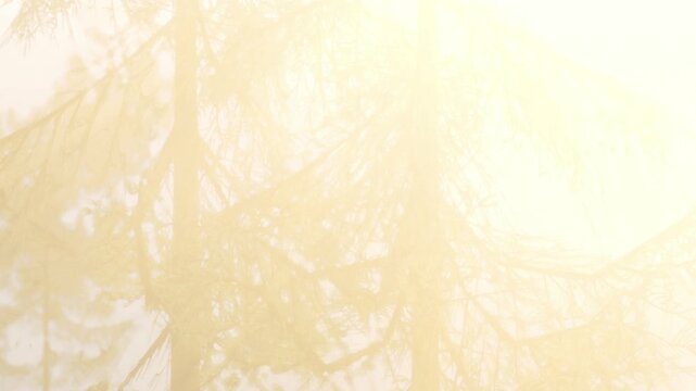 A soft glow envelops the forest as golden sunlight dances through the green leaves. Trees stand tall, creating a serene atmosphere on a beautiful summer afternoon.