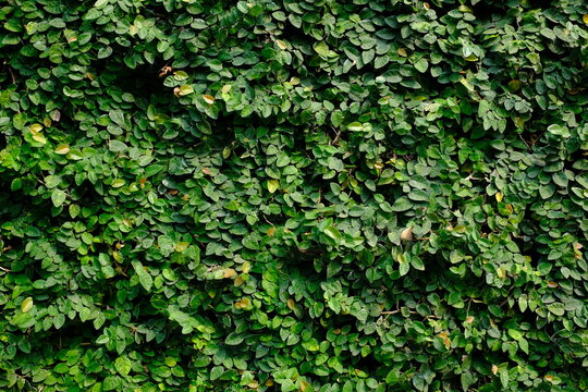 The green Ficus pumila plant or "dolar rambat", covering the walls of the building.