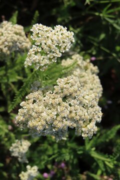 Yarrow flowers in the meadow, closeup