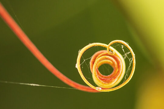 Curled fern fiddlehead in close-up