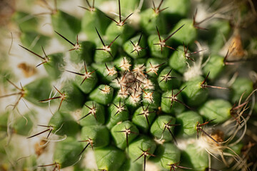 Round green cactus with spines from above © Xstoria