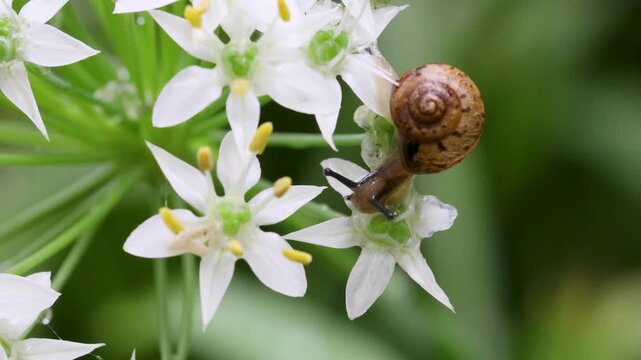 ニラの花を食べるウスカワマイマイ