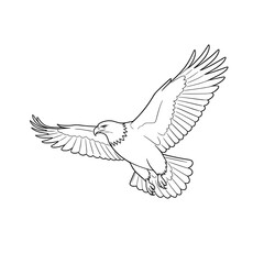 Fototapeta premium flying eagle with spread wings