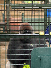 A gorilla in a cage at the zoo © AmbrosD