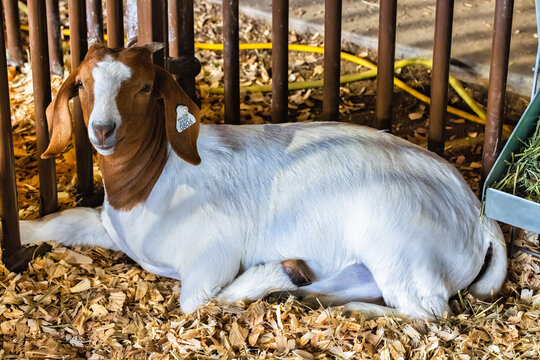 Brown and White Goat Resting in Pen
