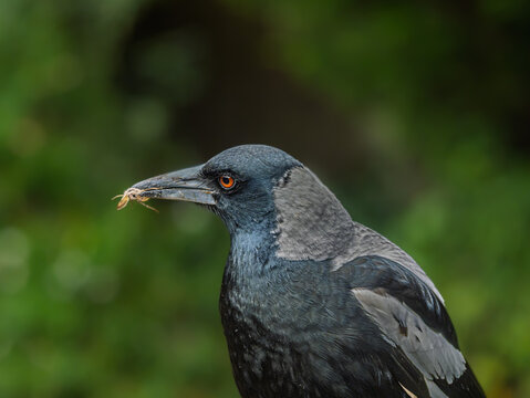 Young Australian Magpie Head Side On