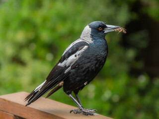 Obraz premium Young Female Australian Magpie With Moth