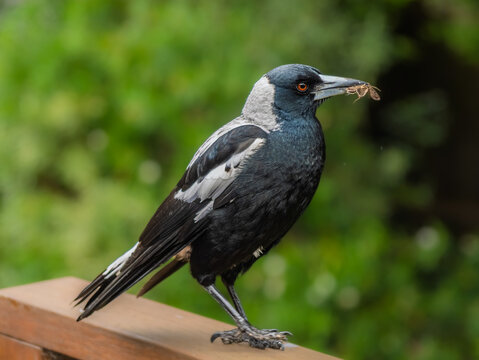 Young Female Australian Magpie With Moth