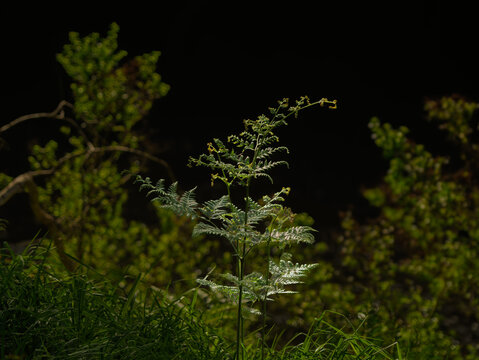 Young Fern Frond In A Spot Of Light