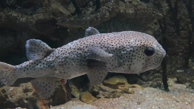 Porcupine pufferfish swimming over sandy ocean floor in aquarium tank with coral reef background.