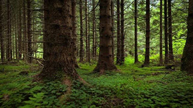 Moving through dense green forest floor with tall trees and lush undergrowth in daylight.